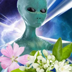 Nature's Garden Alien Princess Fragrance Oil Online