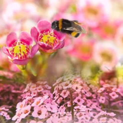 Nature's Garden Alyssum Fragrance Oil Sale