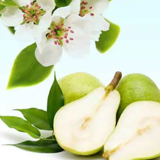 Nature's Garden Anjou Pear Blossoms Fragrance Oil
