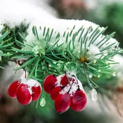 Nature's Garden Applewood Fir Needle Fragrance Oil