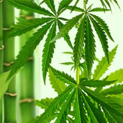 Nature's Garden Bamboo Hemp Fragrance Oil New