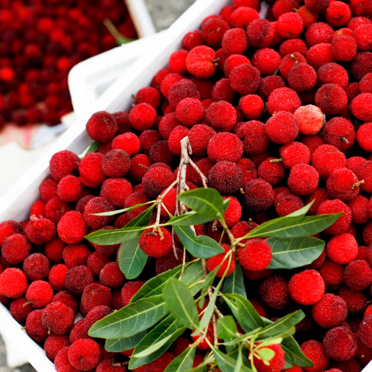 Nature's Garden Bayberry Fragrance Oil Sale