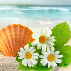 Nature's Garden Beach Daisies Fragrance Oil New