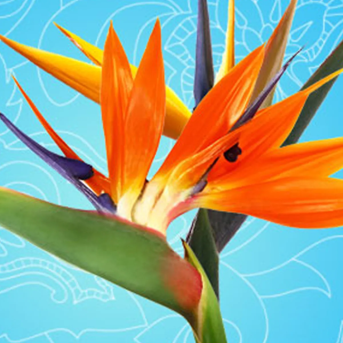 Nature's Garden Birds of Paradise Fragrance Oil Clearance