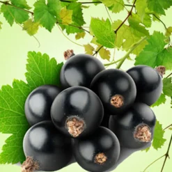 Nature's Garden Black Currant ORIGINAL Fragrance Oil New