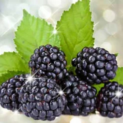 Nature's Garden Blackberry Bling Bling Fragrance Oil Outlet