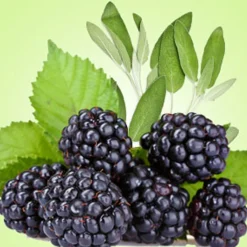 Nature's Garden Blackberry Sage Fragrance Oil Sale