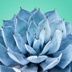 Nature's Garden Blue Agave Fragrance Oil Online