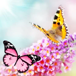 Nature's Garden Butterfly Flower Fragrance Oil New