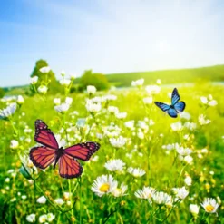 Nature's Garden Butterfly Meadows Fragrance Oil
