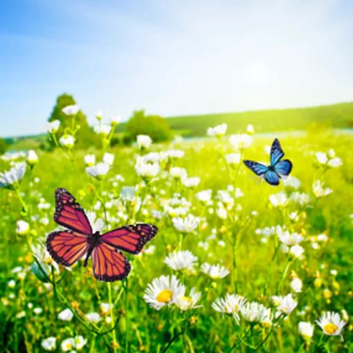 Nature's Garden Butterfly Meadows Fragrance Oil