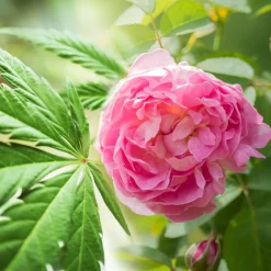 Nature's Garden Cannabis Rose Type Fragrance Oil
