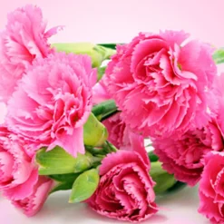 Nature's Garden Carnation Fragrance Oil Online