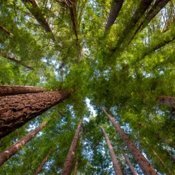 Nature's Garden Cedar Wood Fragrance Oil New