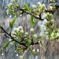 Nature's Garden China Rain Fragrance Oil Discount