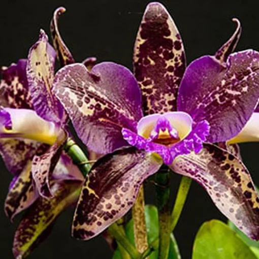Nature's Garden Chocolate Orchid Fragrance Oil Sale