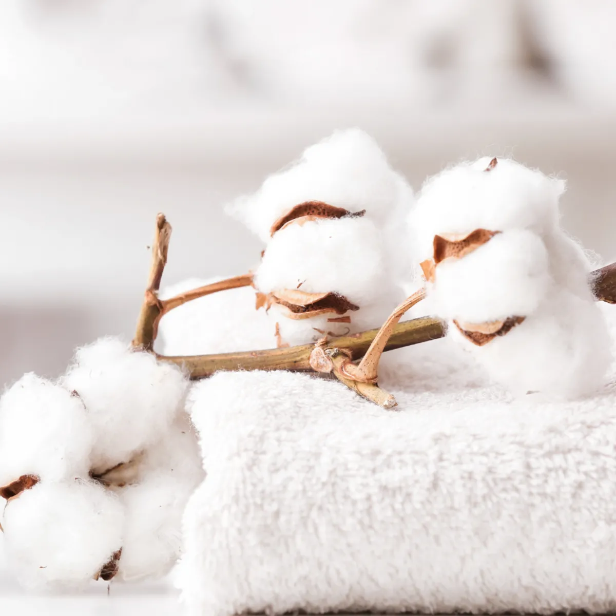 Nature's Garden Clean Fresh Cotton Fragrance Oil Clearance