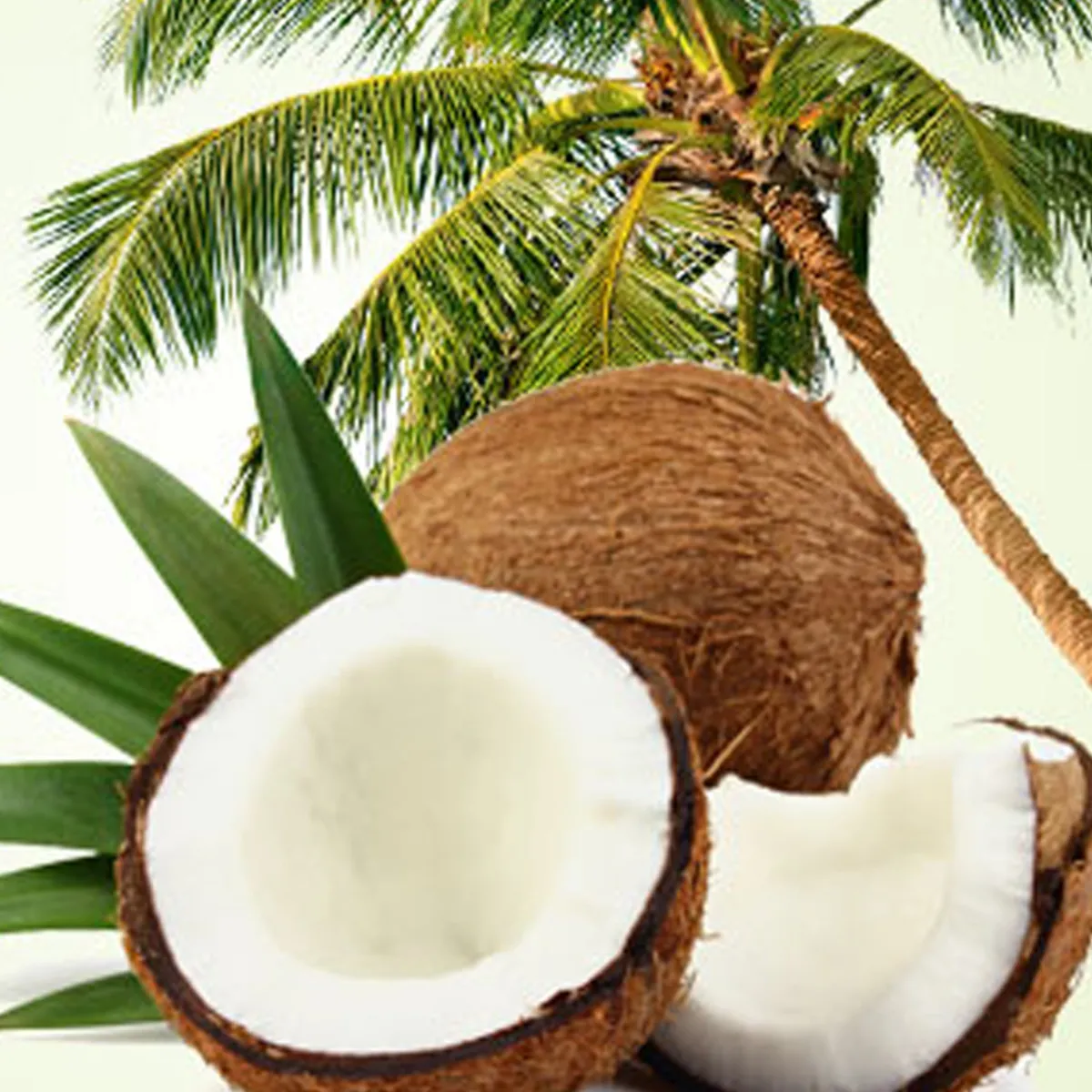Nature's Garden Coconut Craziness Fragrance Oil Online