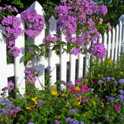 Nature's Garden Country Garden Fragrance Oil Sale