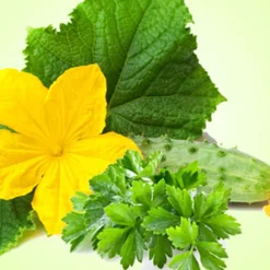 Nature's Garden Cucumber Wasabi Cilantro Fragrance Oil
