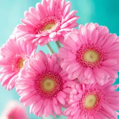 Nature's Garden Daisy Type Fragrance Oil Outlet