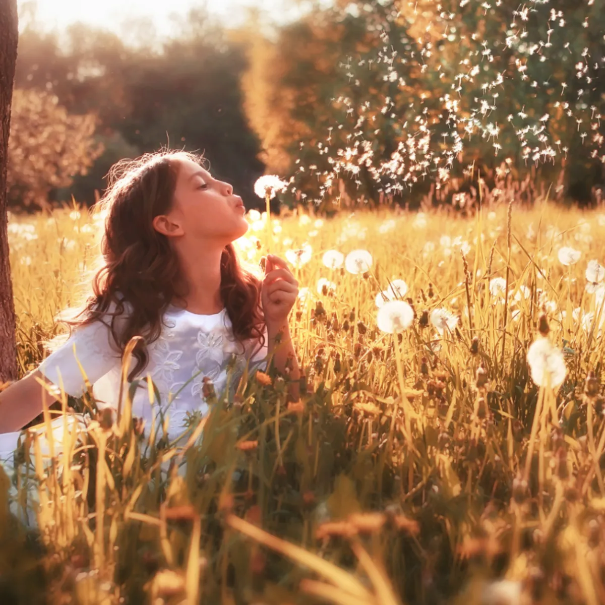 Nature's Garden Dandelion Wishes Fragrance Oil Online