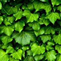 Nature's Garden English Ivy Fragrance Oil Best