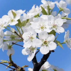 Nature's Garden Flowering Dogwood Fragrance Oil Online
