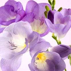 Nature's Garden Freesia Fragrance Oil Hot