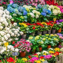 Nature's Garden French Market Fragrance Oil