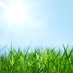 Nature's Garden Fresh Cut Grass Fragrance Oil Discount