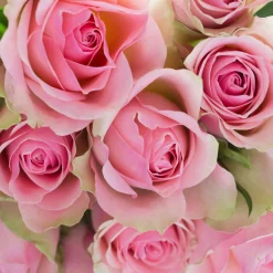 Nature's Garden Fresh Cut Roses Fragrance Oil Best