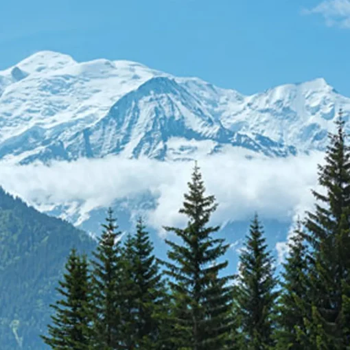 Nature's Garden Frosted Peak Tops Fragrance Oil Discount