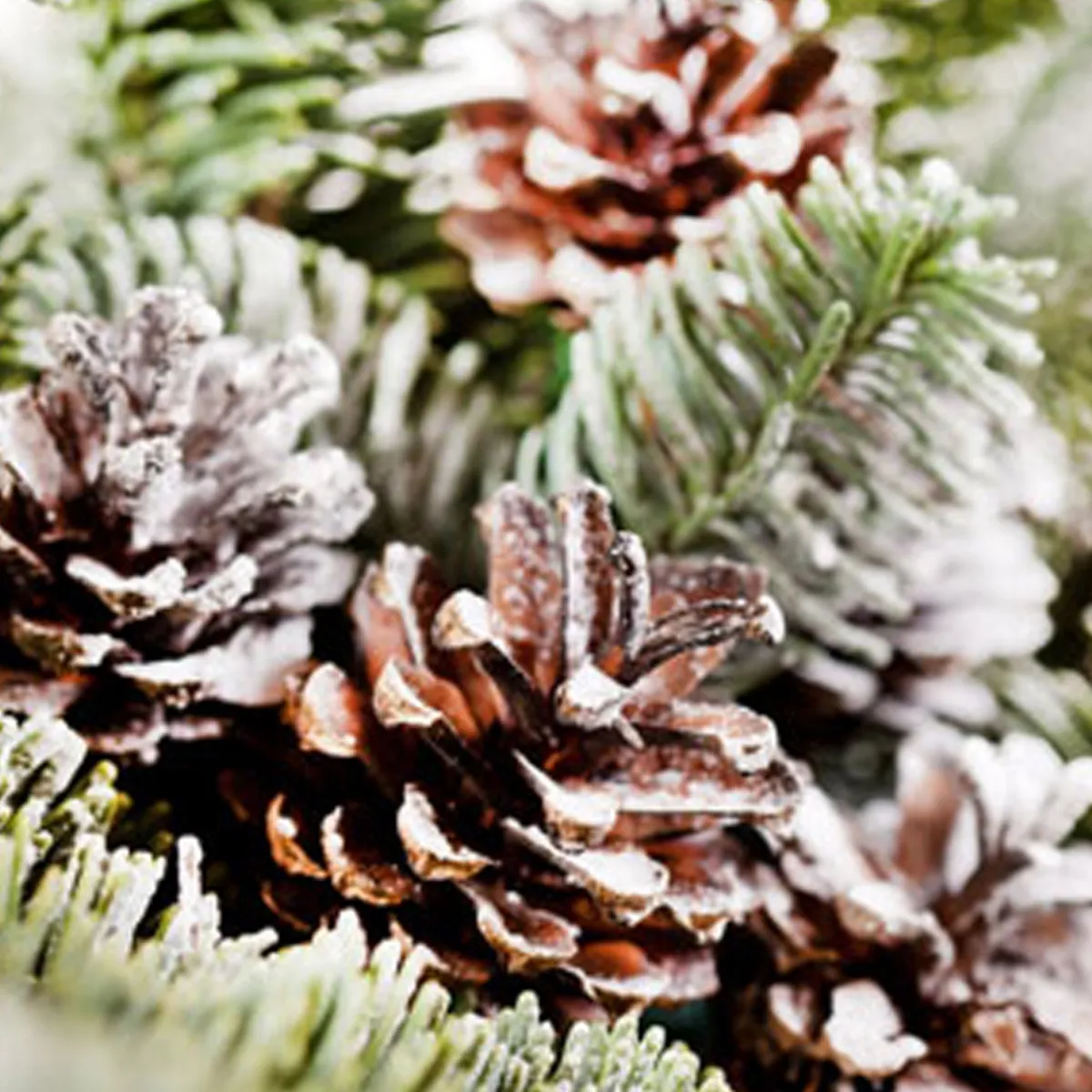 Nature's Garden Frosted Pinecones Fragrance Oil New