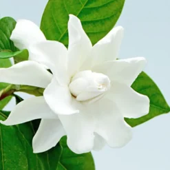 Nature's Garden Gardenia Fragrance Oil Outlet