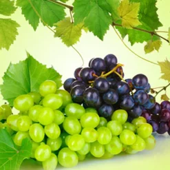 Nature's Garden Grape Fragrance Oil Discount