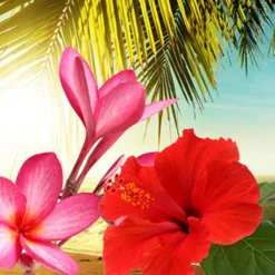 Nature's Garden Hawaiian Sea Mist Fragrance Oil