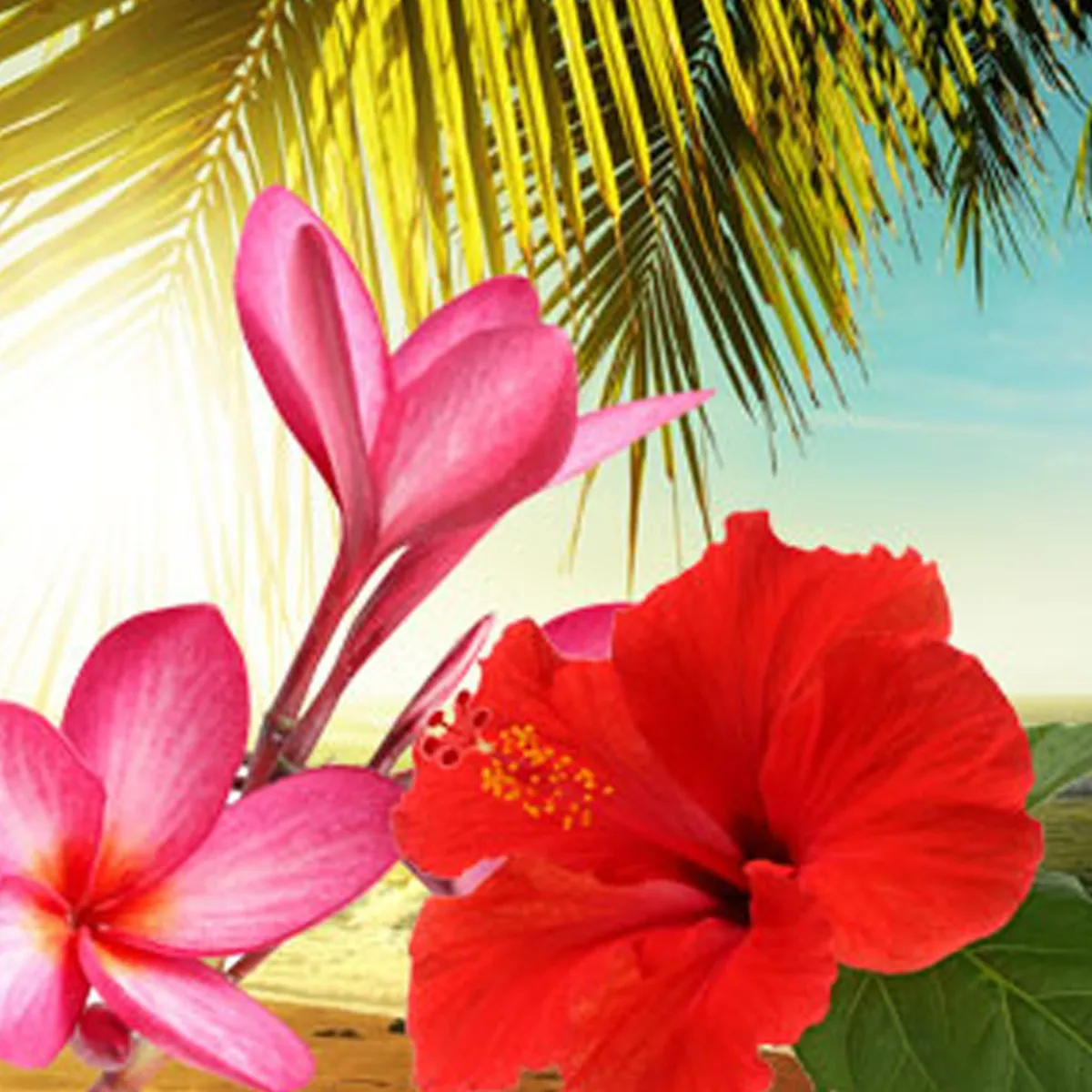 Nature's Garden Hawaiian Sea Mist Fragrance Oil