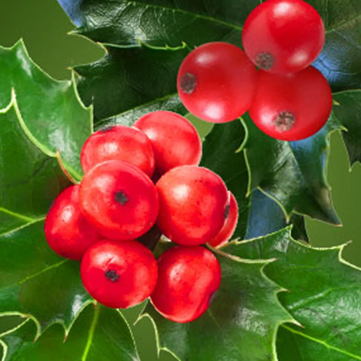 Nature's Garden Holly Berry Fragrance Oil Discount
