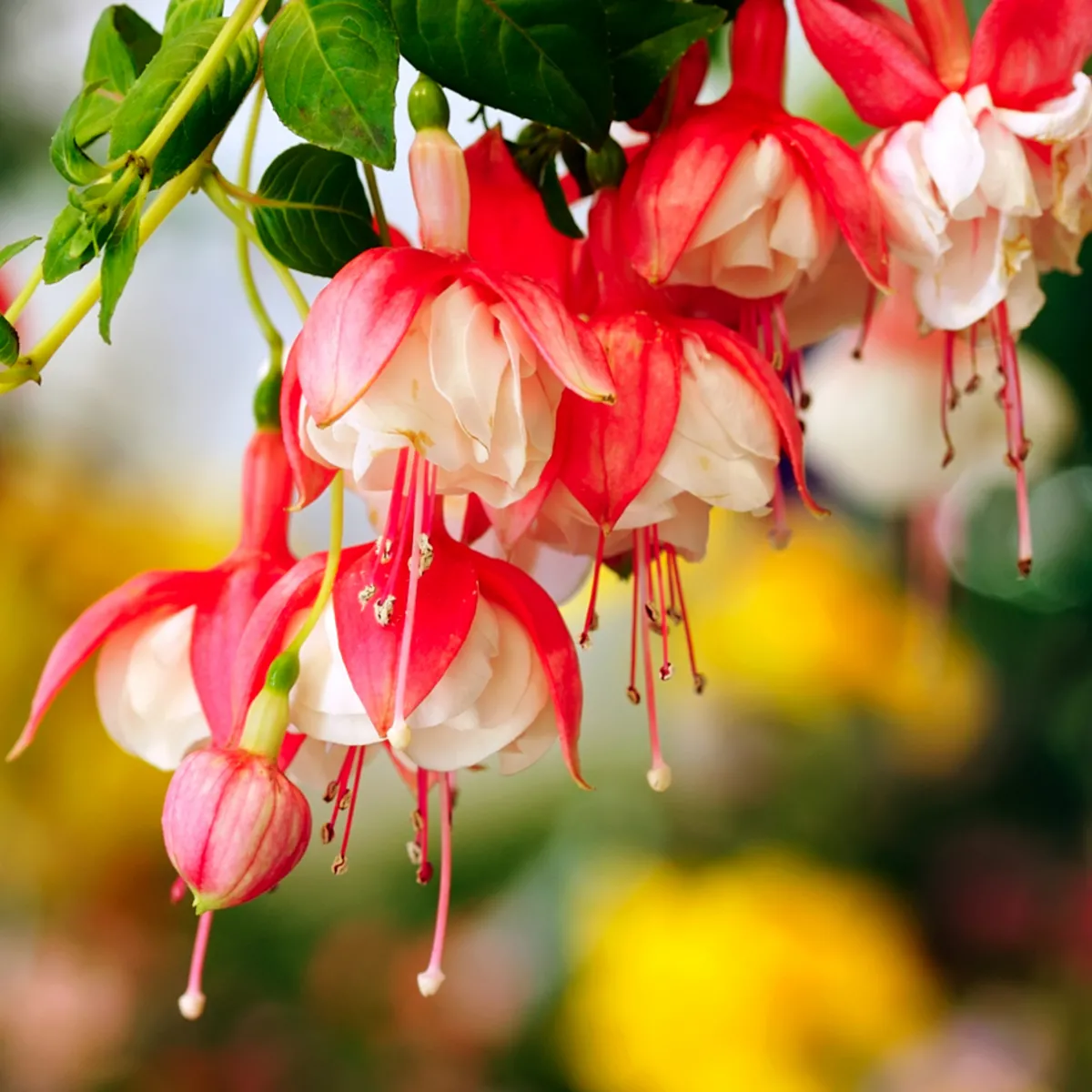 Nature's Garden Honeysuckle Fragrance Oil Outlet