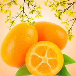 Nature's Garden Kumquat Fragrance Oil Sale