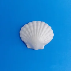 Nature's Garden Large Shells (Plastic Mold) Online