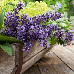 Nature's Garden Lavender and Cedar Leaves Fragrance Oil Discount