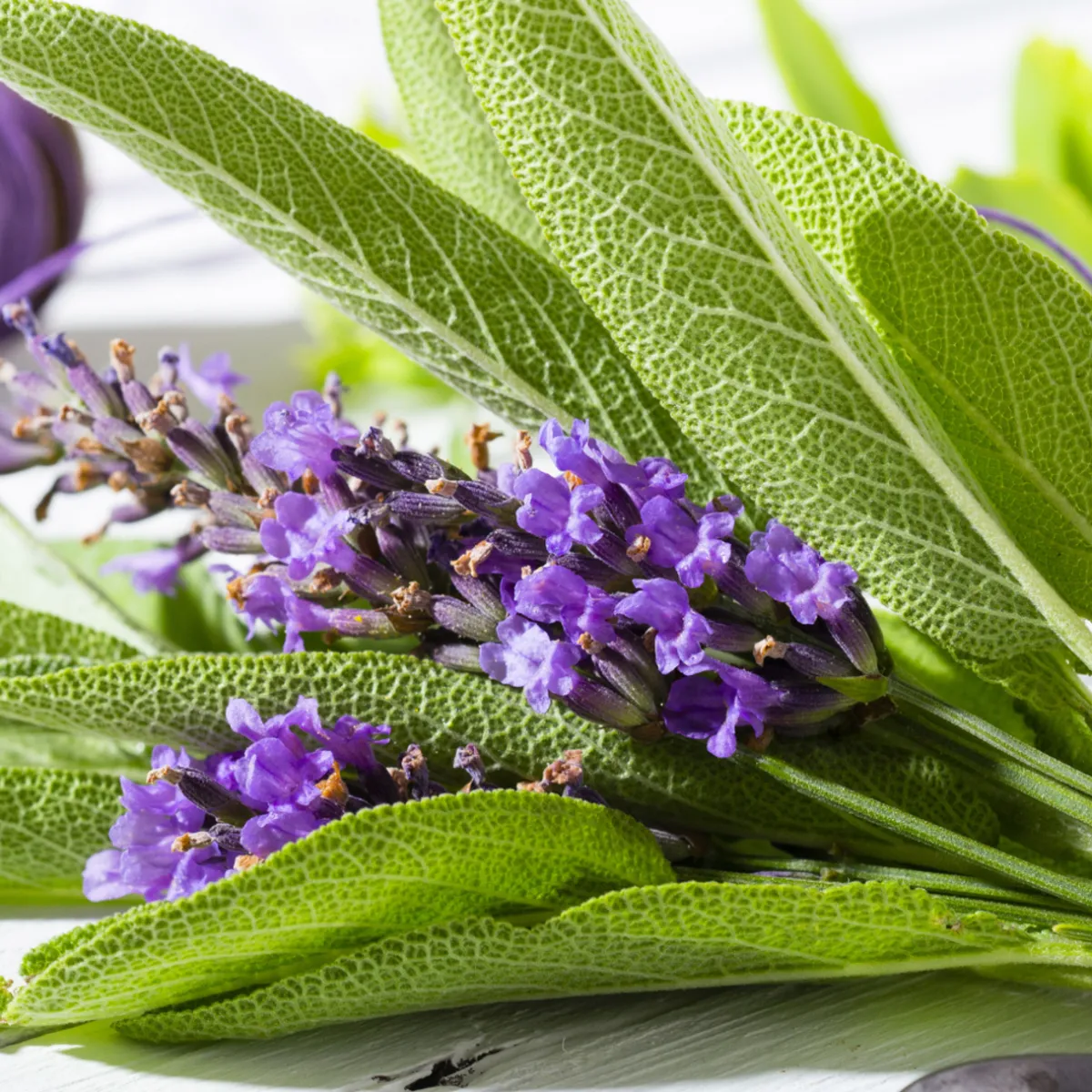 Nature's Garden Lavender Sage Fragrance Oil Outlet