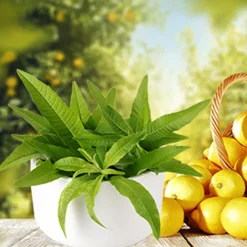 Nature's Garden Lemon Verbena Fragrance Oil Best
