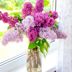 Nature's Garden Lilac Bloom Fragrance Oil Discount