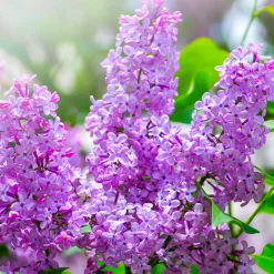 Nature's Garden Lilac Fragrance Oil Outlet