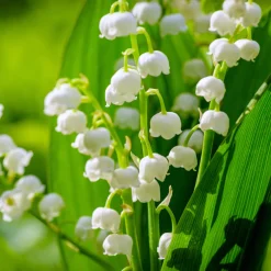 Nature's Garden Lily of the Valley Fragrance Oil Outlet