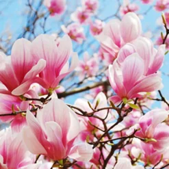 Nature's Garden Magnolia in Bloom Fragrance Oil Hot