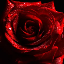 Nature's Garden Midnight Rouge Fragrance Oil New